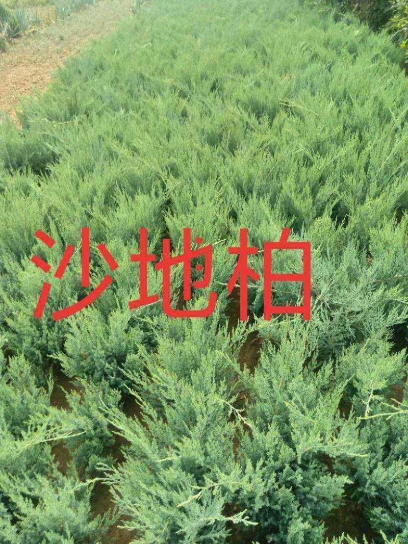 河北沙地柏，河北沙地柏价格，河北沙地柏供应，沙地柏基地