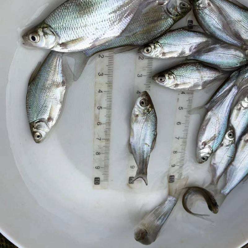 边鱼苗武昌鱼苗三角鲂鱼苗规格齐全质量保证