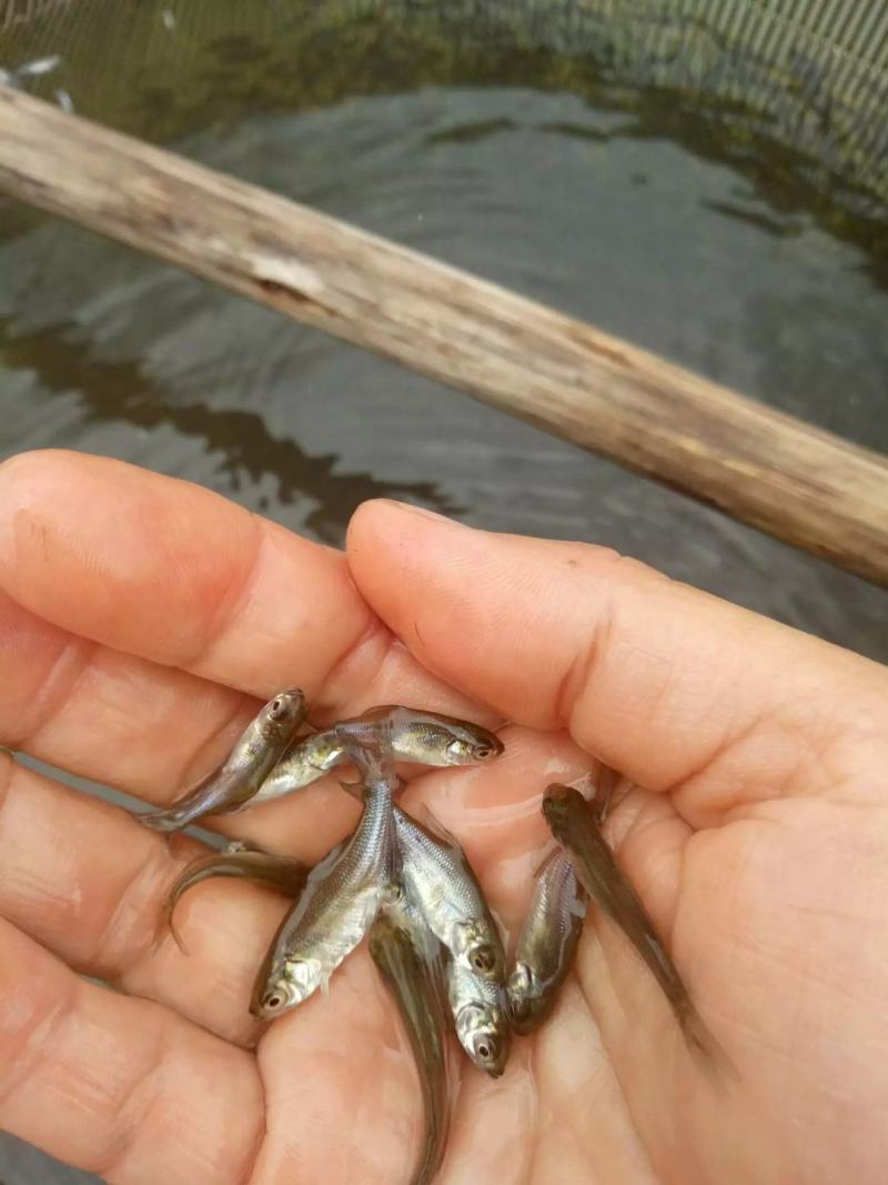 边鱼苗武昌鱼苗三角鲂鱼苗规格齐全质量保证