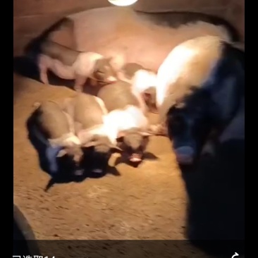 香猪
