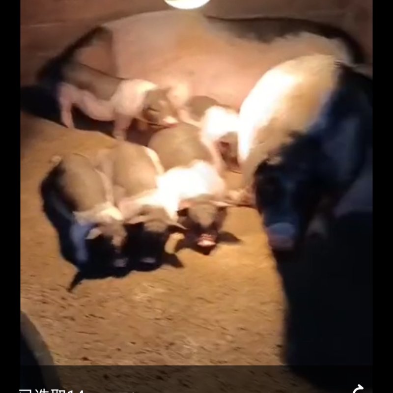 香猪