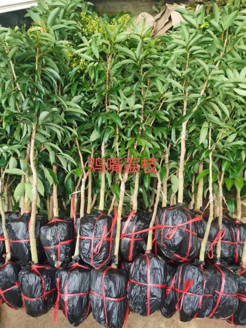 妃子笑荔枝苗