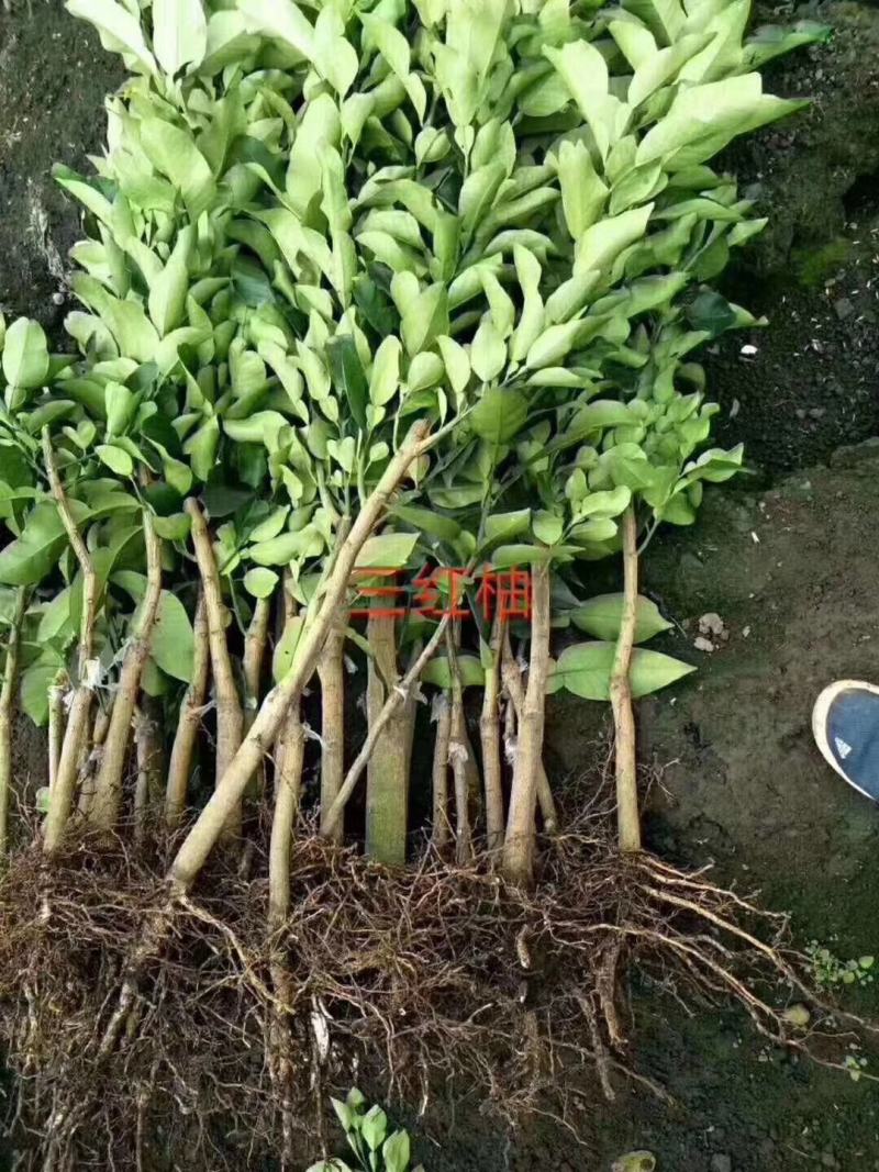 妃子笑荔枝苗