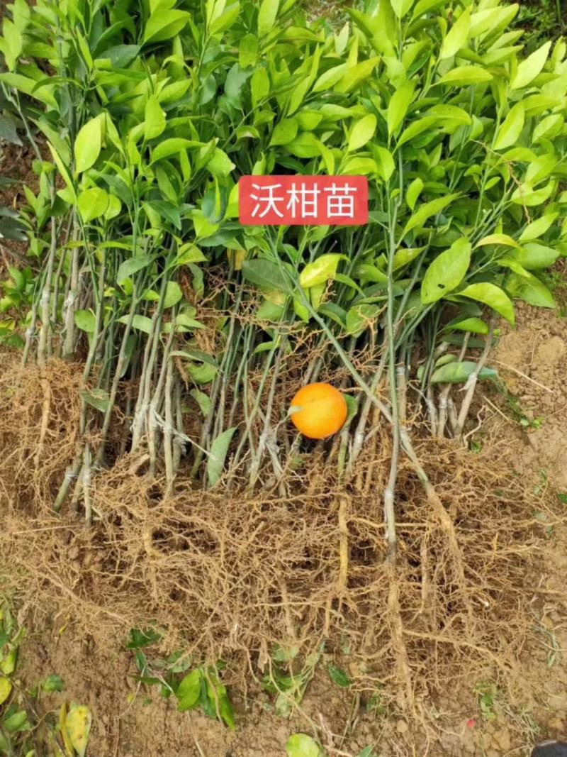 妃子笑荔枝苗
