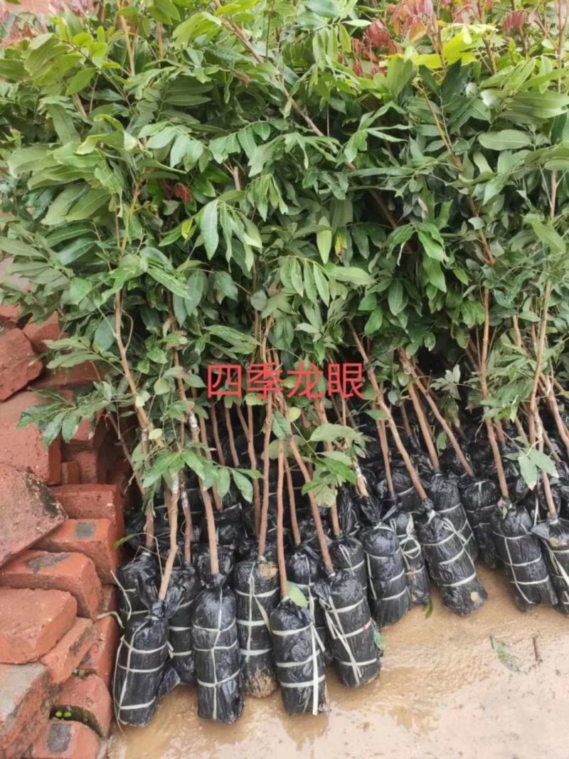 妃子笑荔枝苗