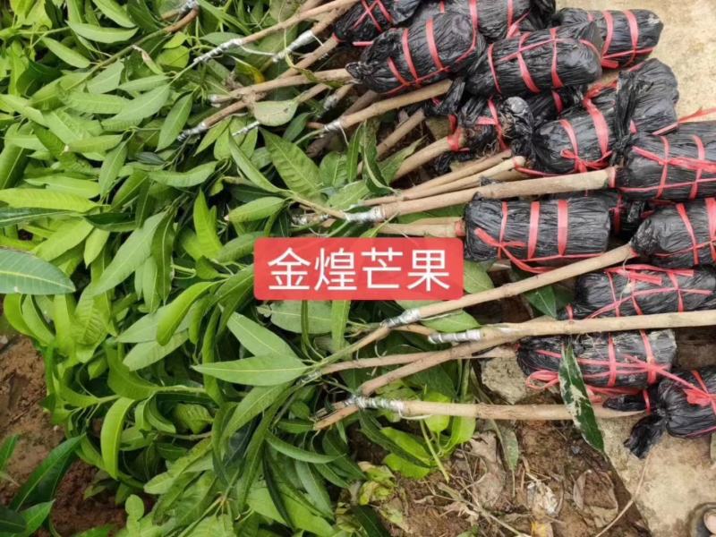 妃子笑荔枝苗