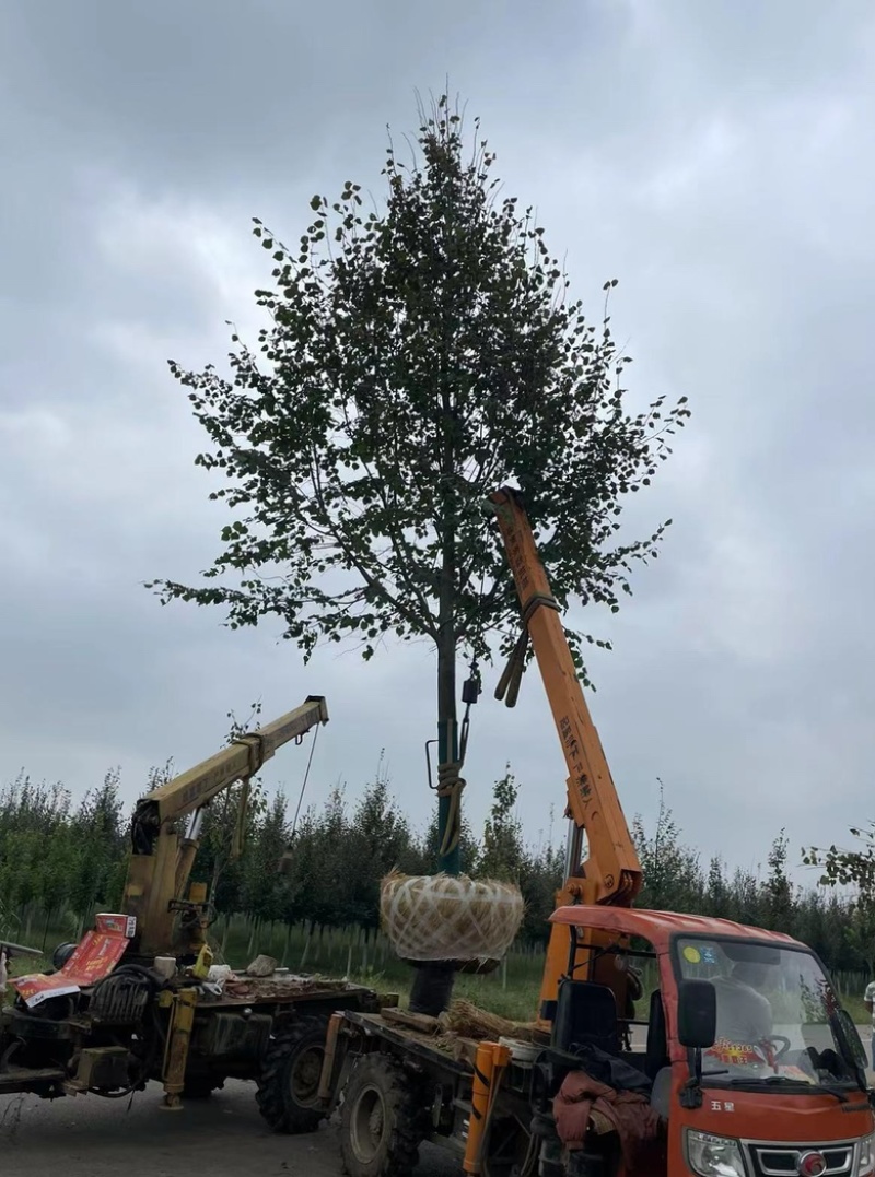 大量供应小叶椴金桐力1-15公分小苗及工程苗