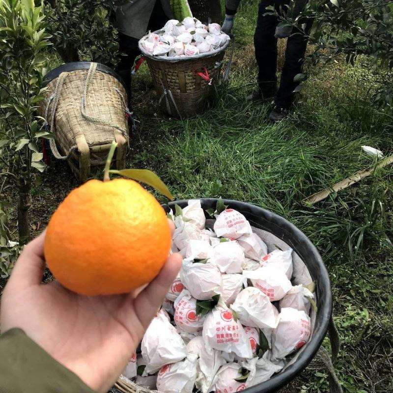 青见果冻橙一件代发规格齐全对接各大电商平台