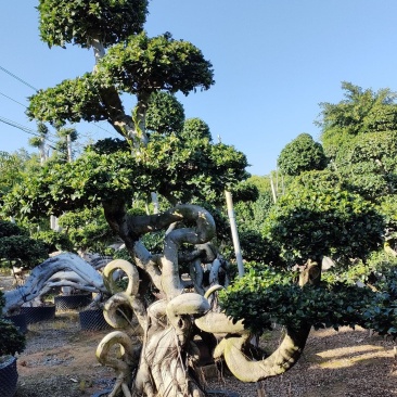 福建造型怪根造型金钱榕盆景，福建造型小叶榕盆景桩头，