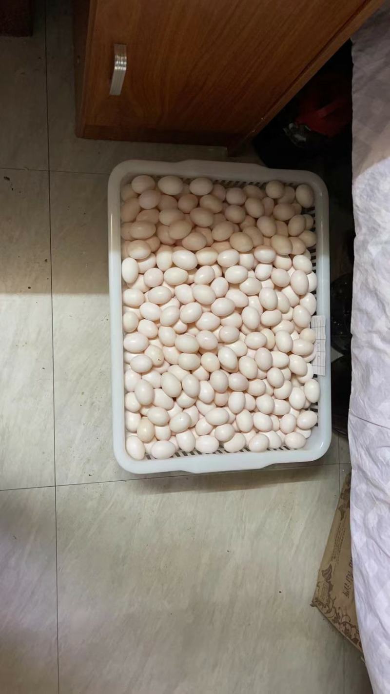 精选新鲜双母鸽子蛋