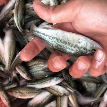 卢鱼苗出售价格优惠包成货优质加州鲈鱼苗10公分大口黑鲈鱼