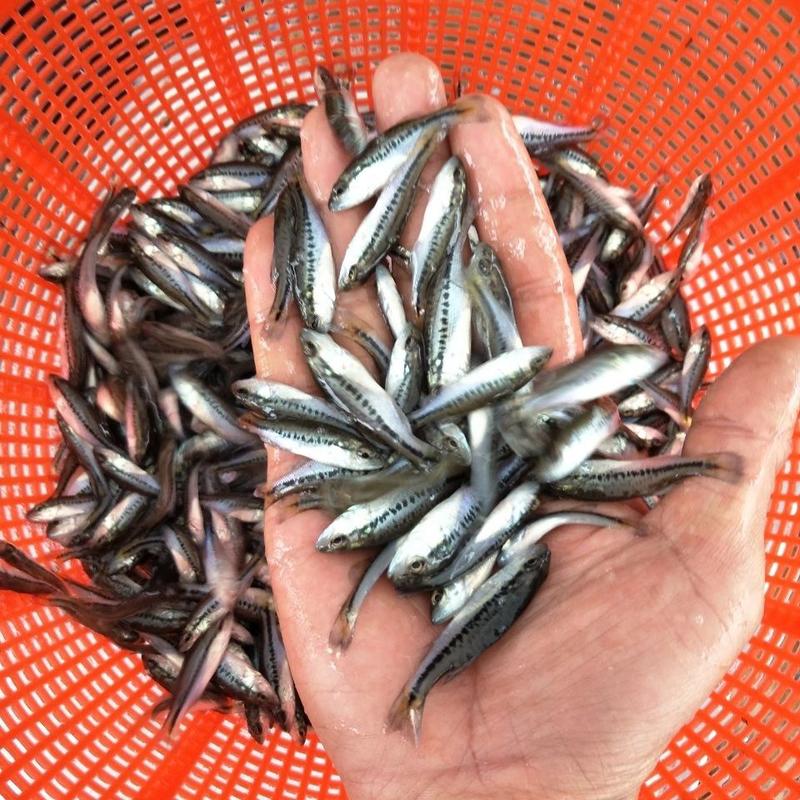 卢鱼苗出售价格优惠包成货优质加州鲈鱼苗10公分大口黑鲈鱼