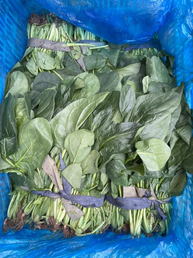 山西运城夏县精品菠菜，产地直销现货供应，按需做货