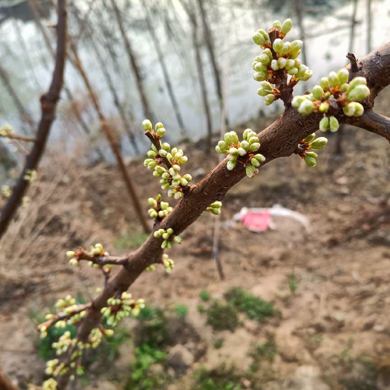李子苗