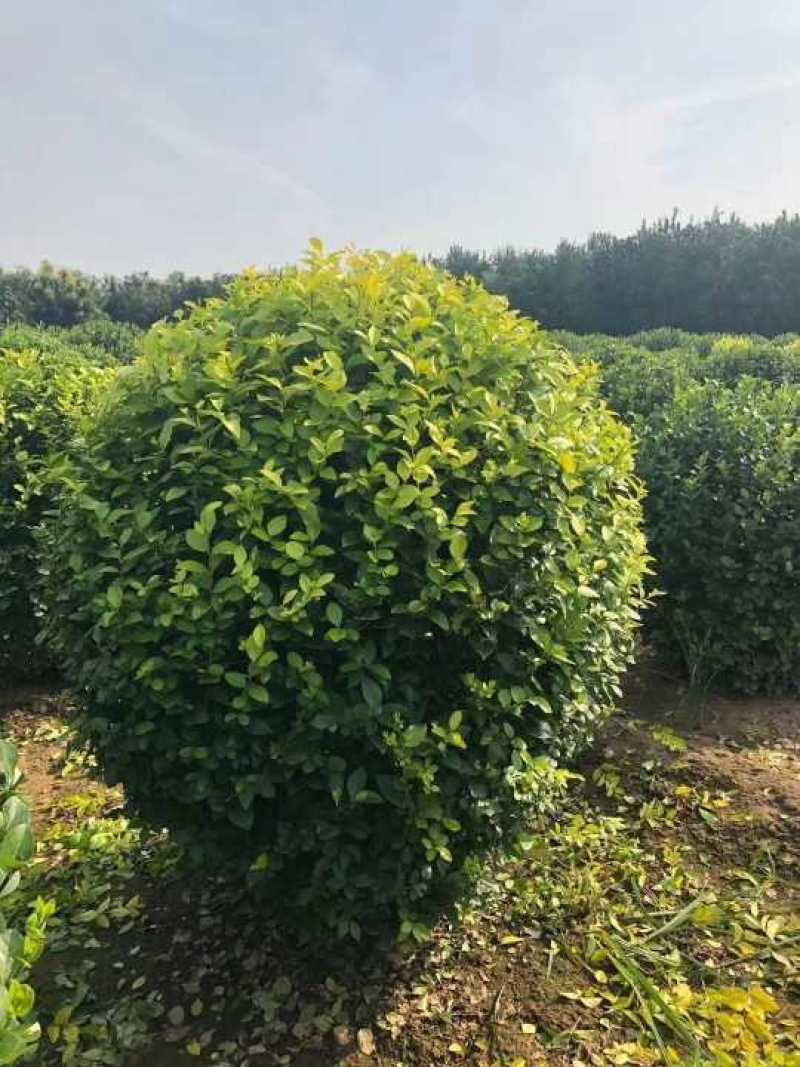 河北金叶女贞球，河北金叶女贞球供应
