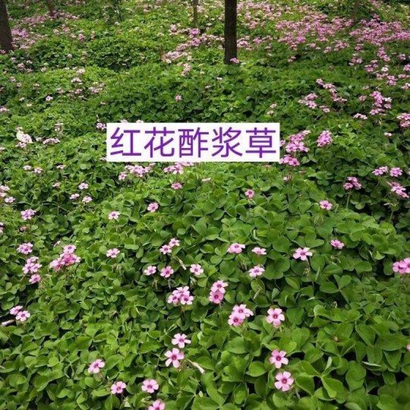 红花酢浆草大量供应批发，红花草大量，现起现挖