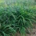 红花酢浆草大量供应批发，红花草大量，现起现挖