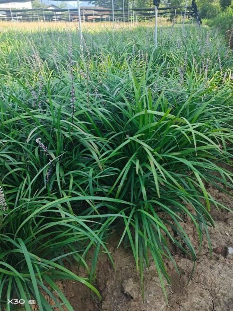 红花酢浆草大量供应批发，红花草大量，现起现挖