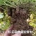 红花酢浆草大量供应批发，红花草大量，现起现挖