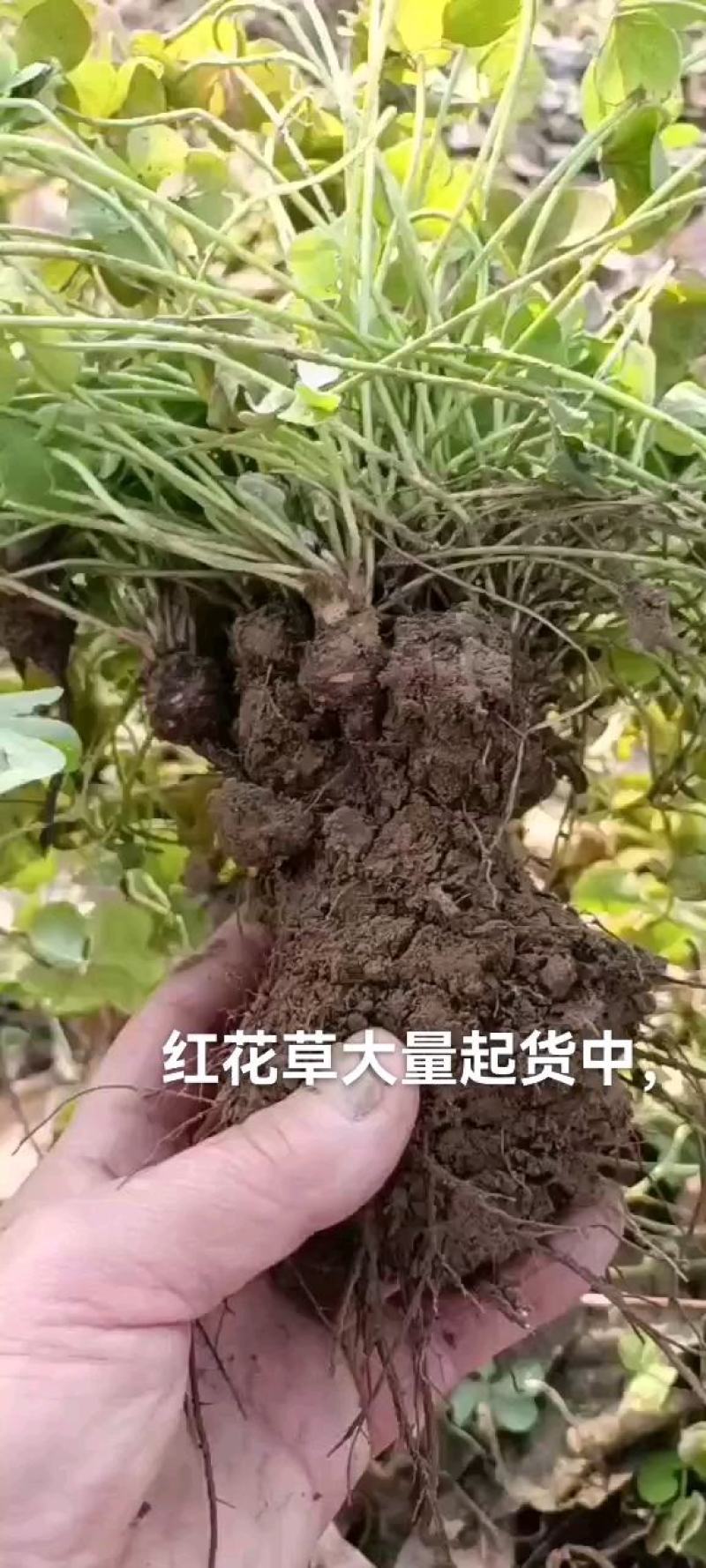 红花酢浆草大量供应批发，红花草大量，现起现挖