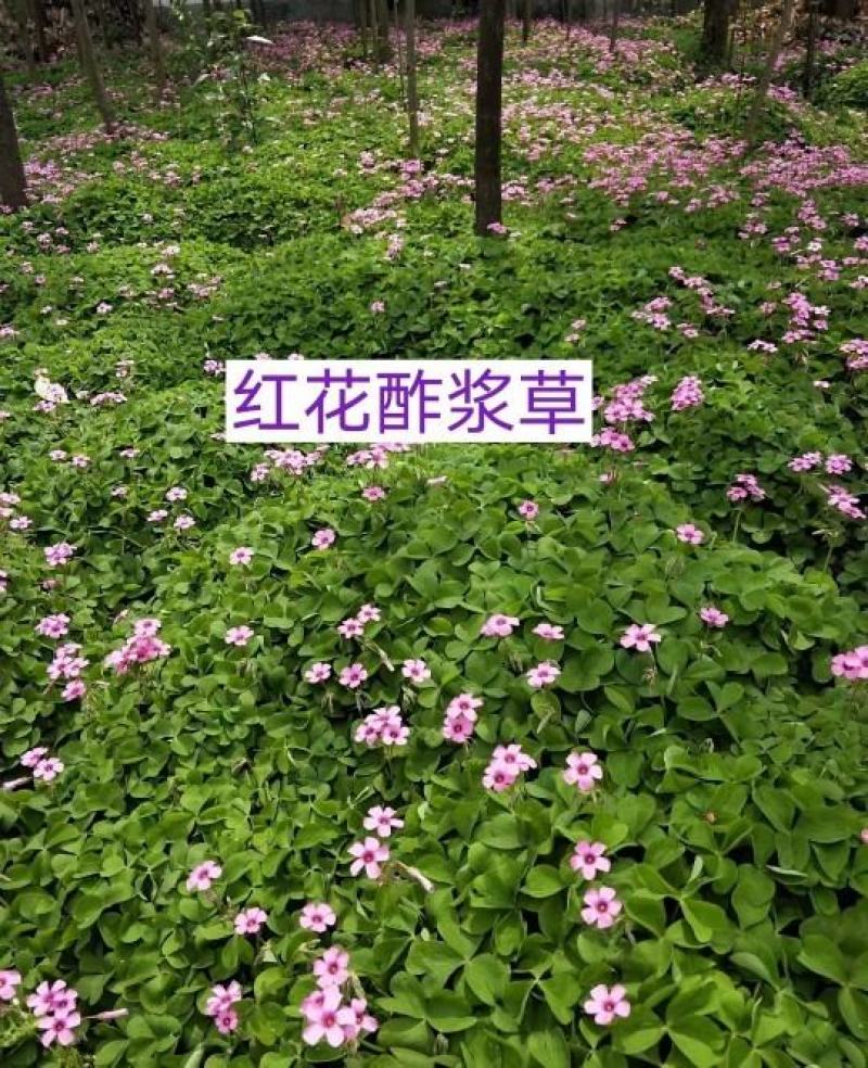红花酢浆草大量供应批发，红花草大量，现起现挖