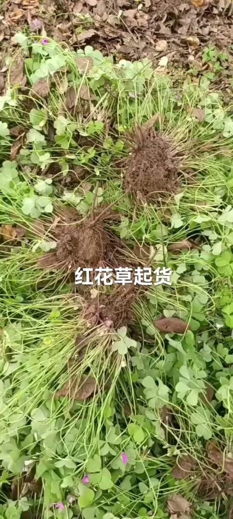 红花酢浆草大量供应批发，红花草大量，现起现挖