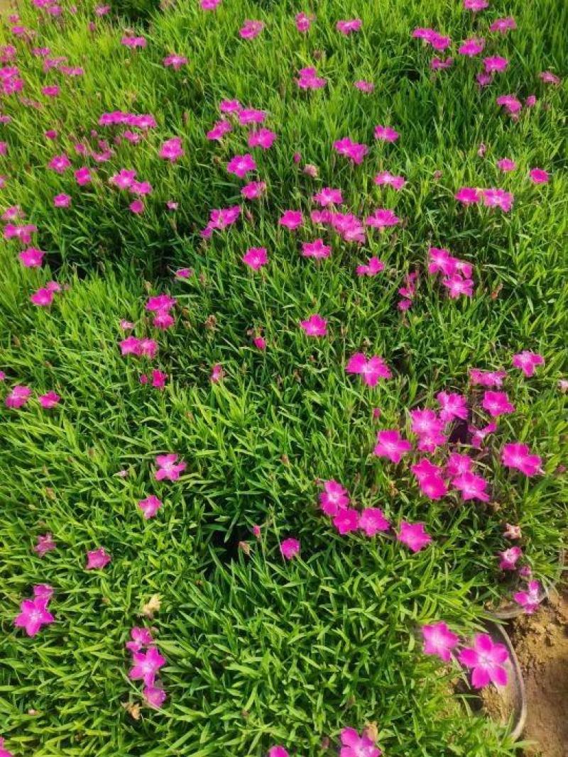 红花酢浆草大量供应批发，红花草大量，现起现挖