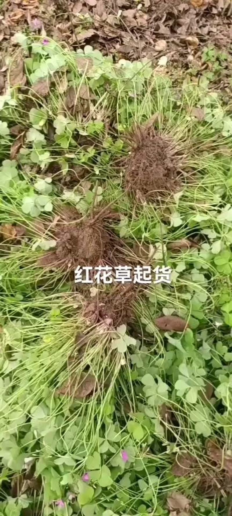 红花酢浆草大量供应批发，红花草大量，现起现挖
