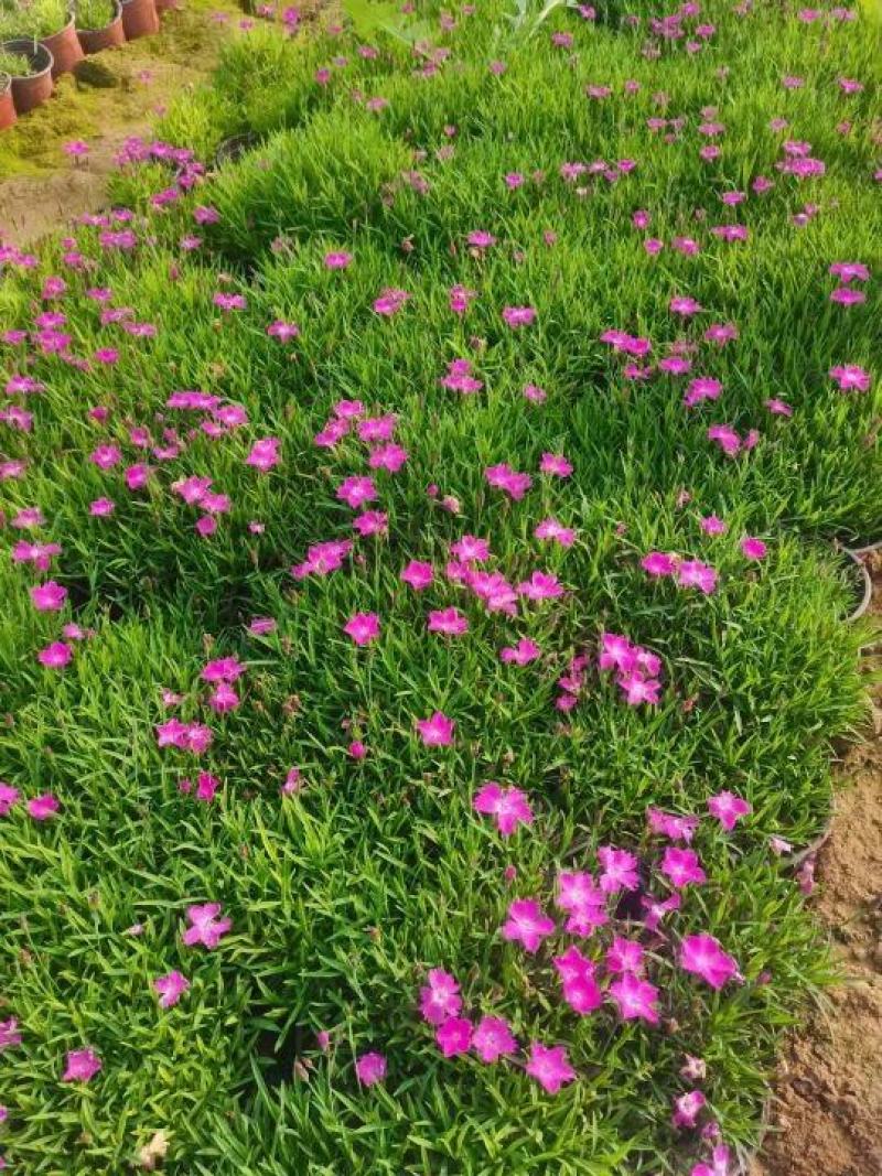 红花酢浆草大量供应批发，红花草大量，现起现挖