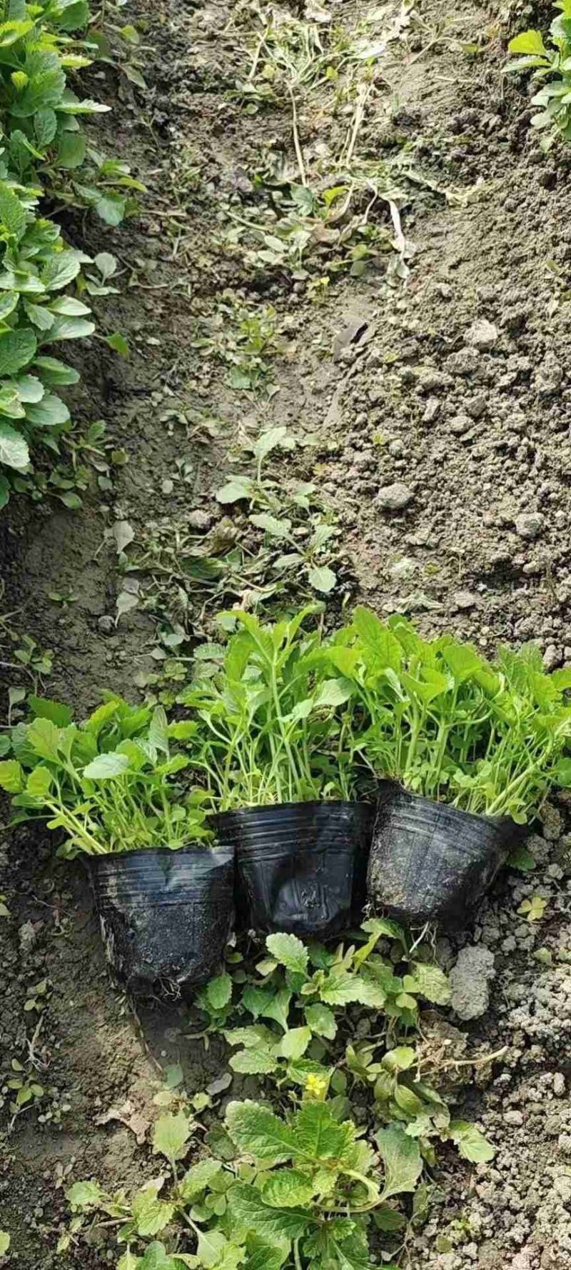 红花酢浆草大量供应批发，红花草大量，现起现挖