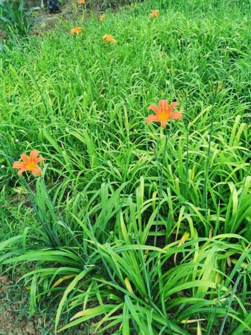 金边阔叶麦冬，基地直销，金边麦冬，保质保量