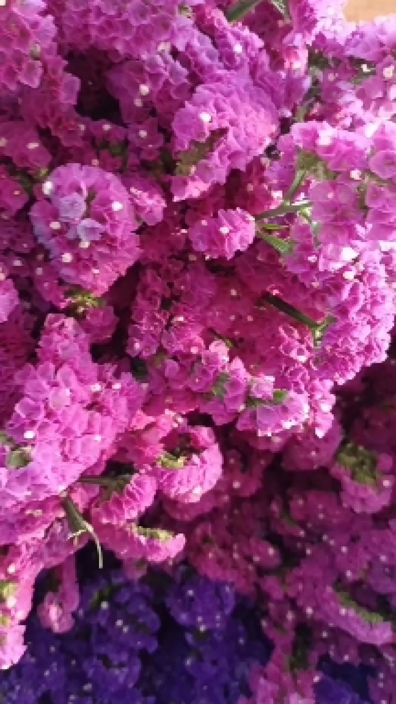 云南基地直发勿忘我鲜花干花花束称斤批发量大优惠视频看货