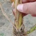 再力花基地大量供应