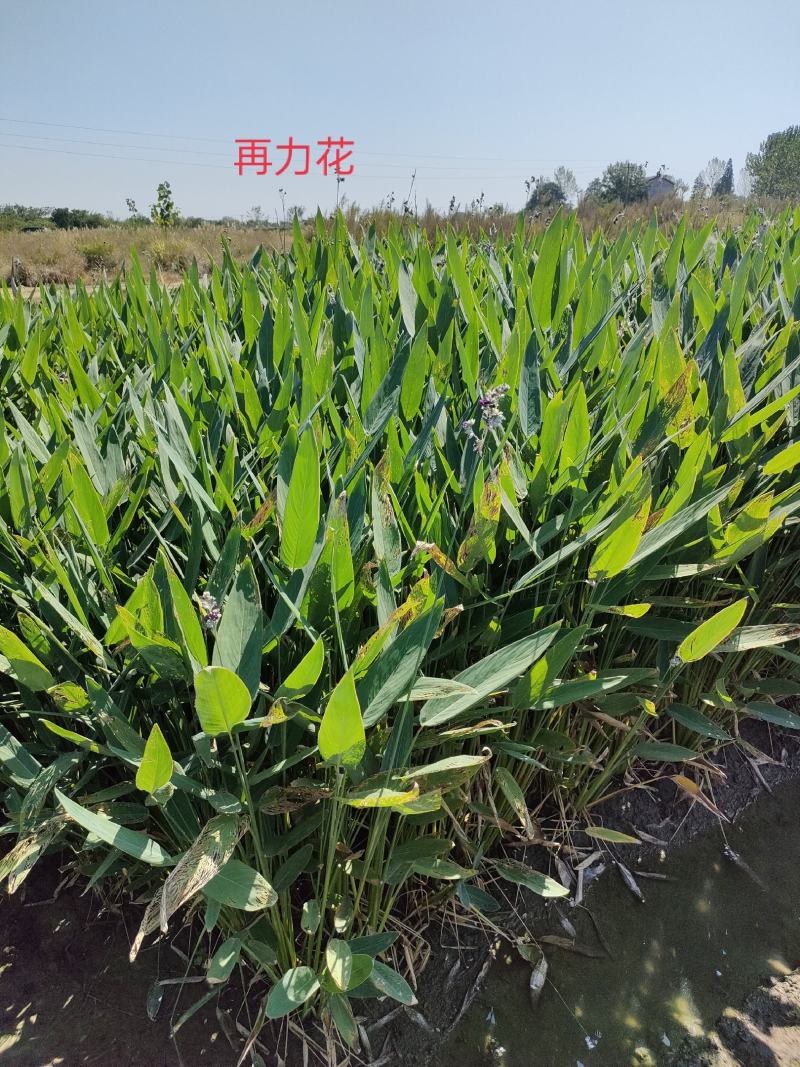 再力花基地大量供应