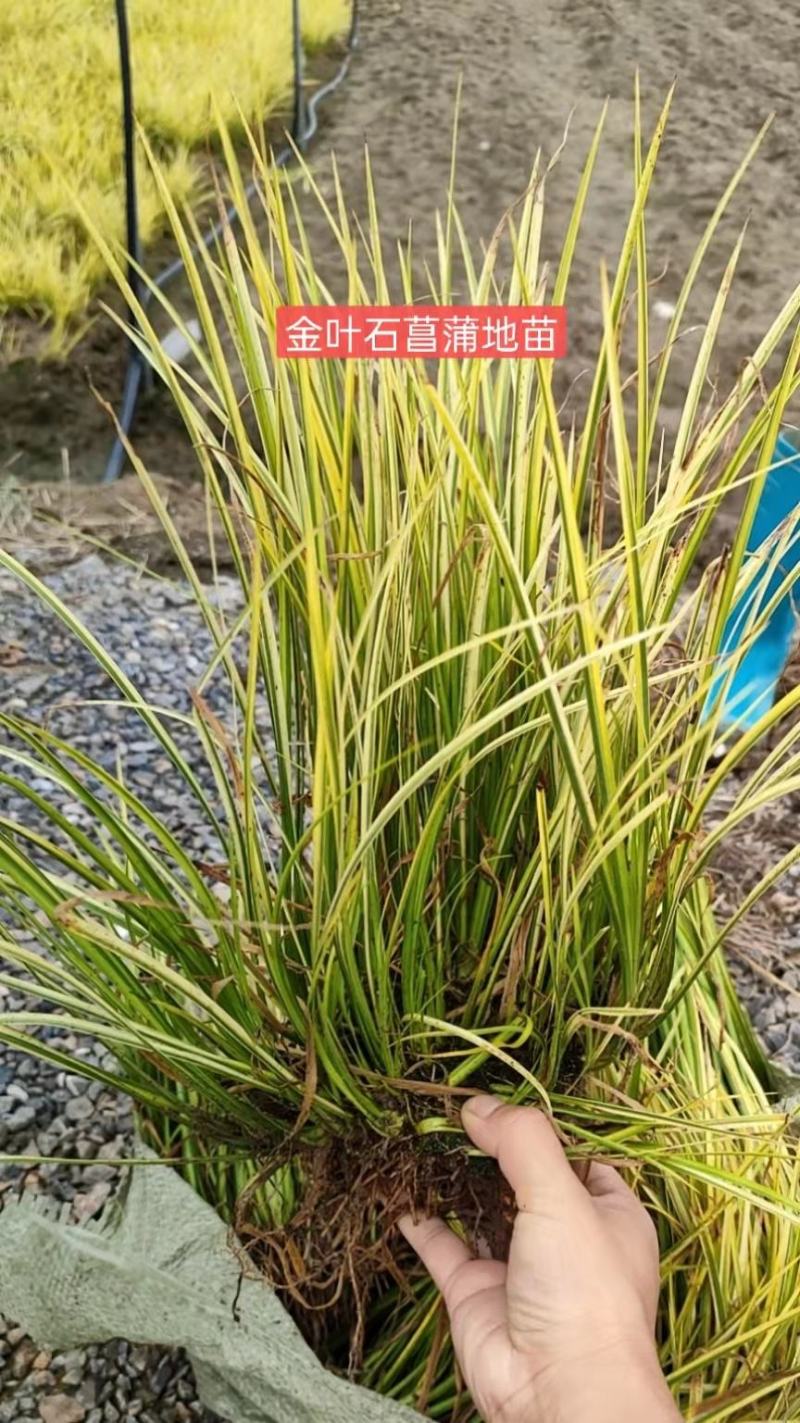 再力花基地大量供应