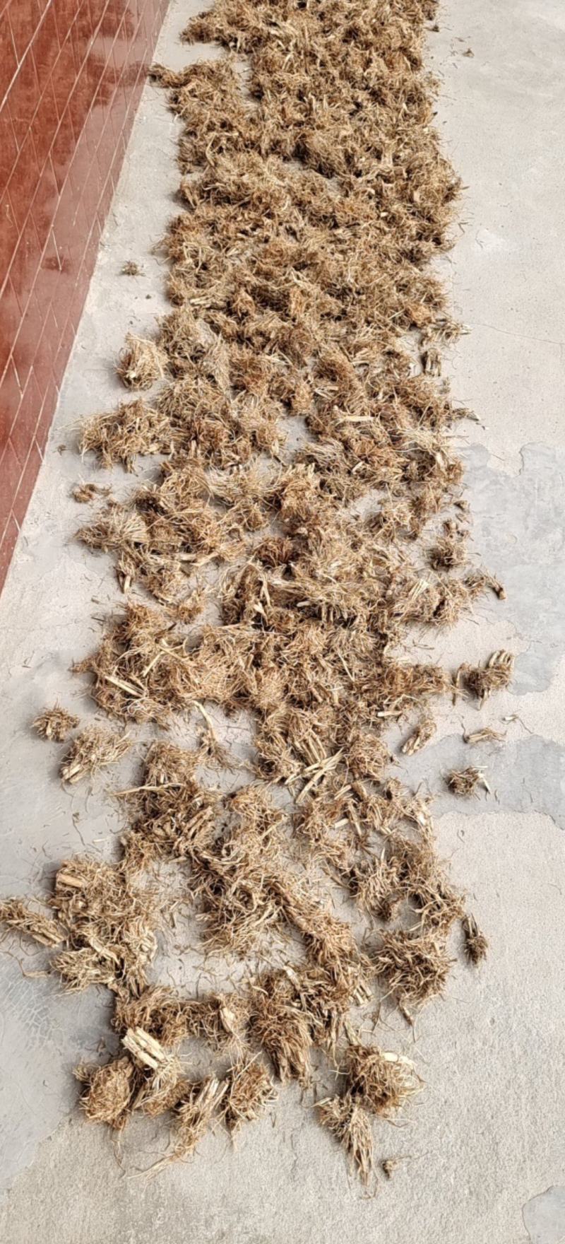 水洗干货糯稻根各种规格量大优惠2斤起包邮