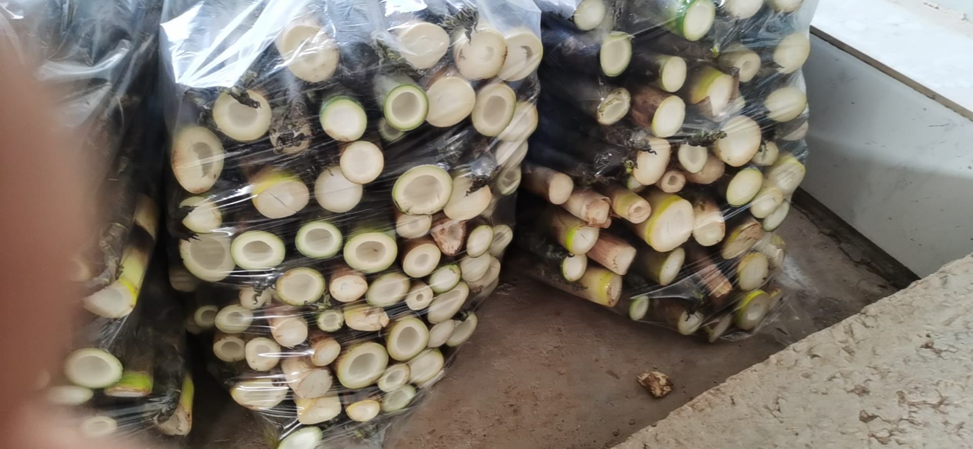 绿竹笋市场选购图