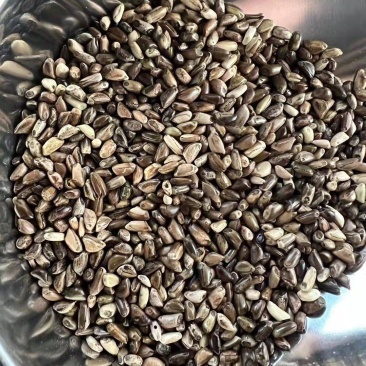 墨西哥玉米草种子进口养殖牛羊牧草品种种籽