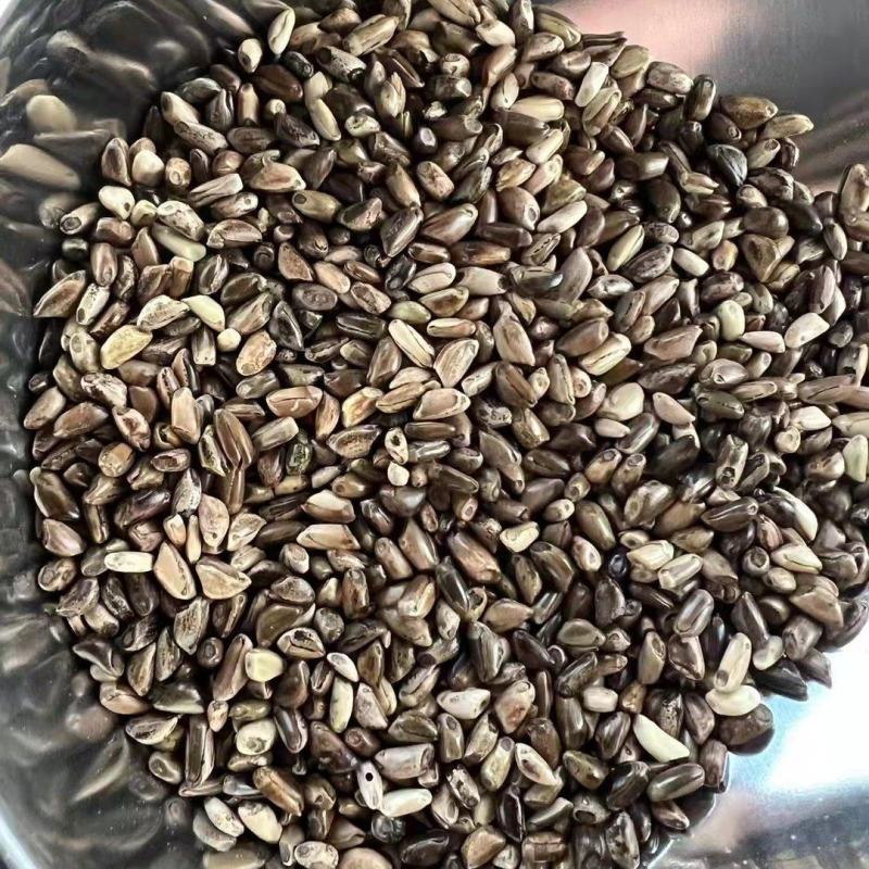 墨西哥玉米草种子进口养殖牛羊牧草品种种籽