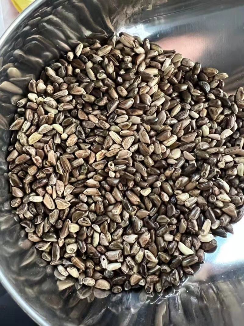 墨西哥玉米草种子进口养殖牛羊牧草品种种籽