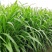 墨西哥玉米草种子进口养殖牛羊牧草品种种籽