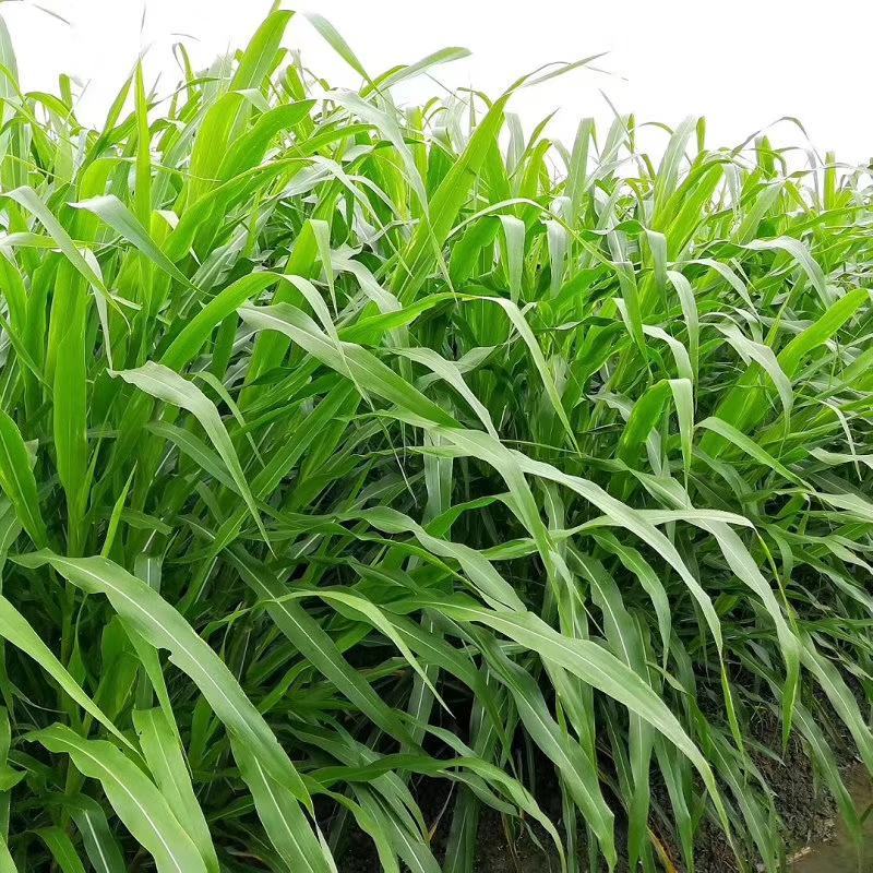 墨西哥玉米草种子进口养殖牛羊牧草品种种籽