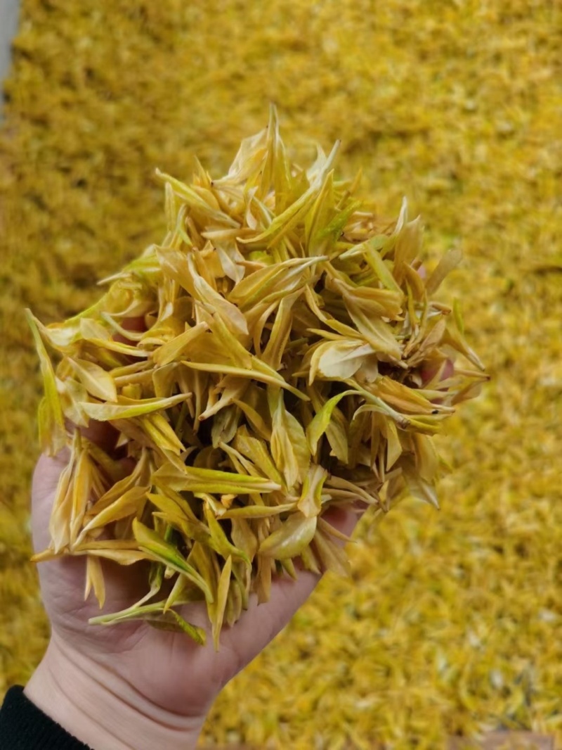溧阳天目湖黄金芽2022新茶上市