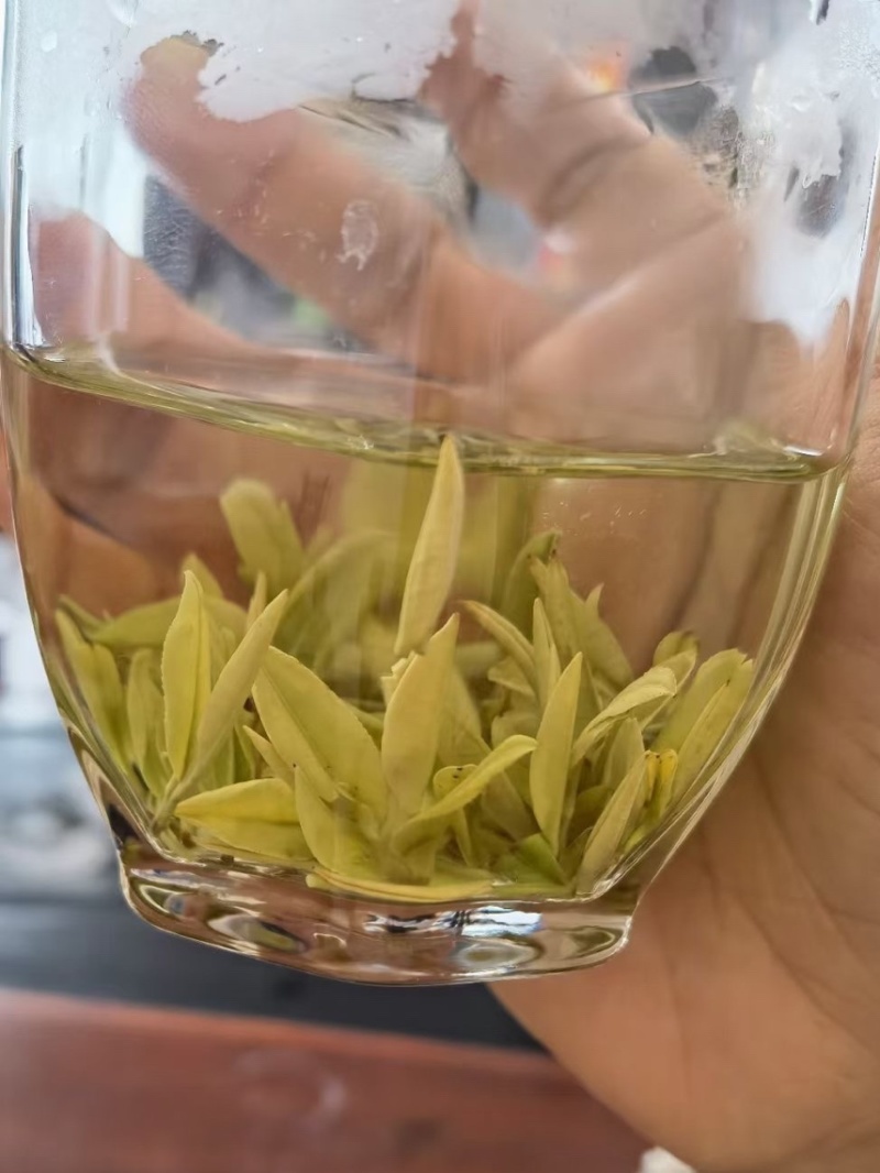 溧阳天目湖黄金芽2022新茶上市