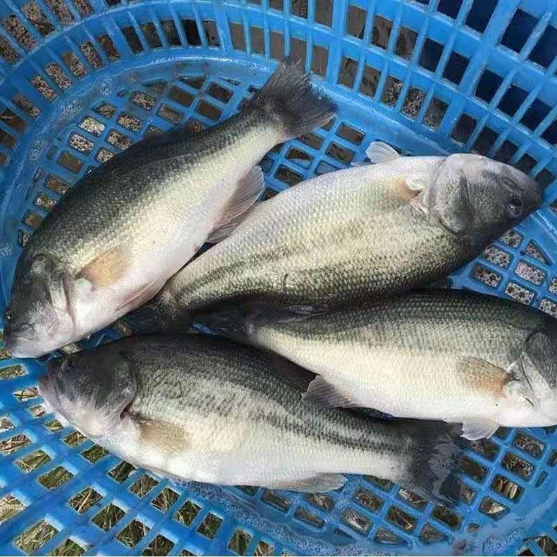 优质加州鲈鱼苗生长速度快已驯料支持空运客运送货