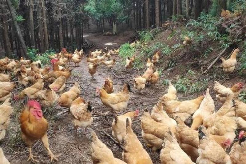 湘黄土鸡苗衡阳土鸡苗细脚小脚土鸡小三黄质量正宗