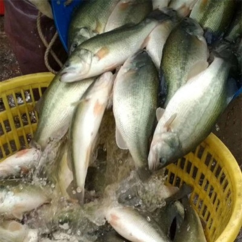 优质加州鲈鱼苗生长速度快已驯料支持空运客运送货