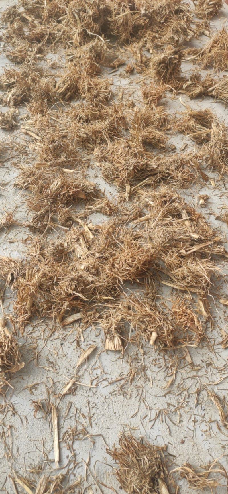 糯稻根中药材水洗糯稻根干净无杂质欢迎选购！
