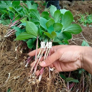 滇重楼苗，驯化四年大苗，成活率90%以上