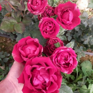 玫瑰月季花苗